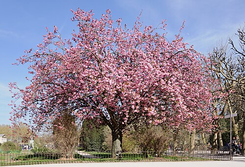 Prunus serrulata